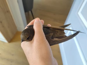 Foto: Oliver Guthier