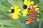 Ein bunter Schmetterling sitzt auf einer gelben Bl�te